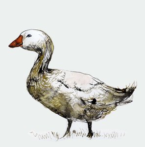 Filthy Goose by Nancy Moniz Charalambous